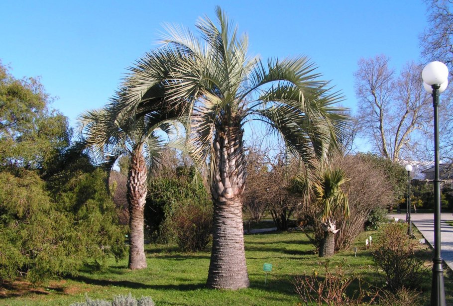 Пальма Бутия головчатая Сочи