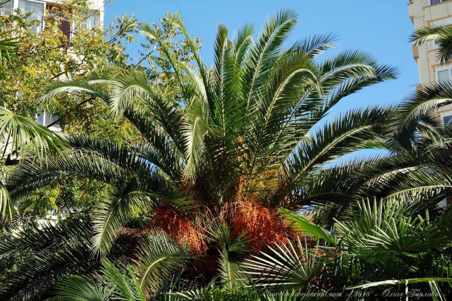 Тропики и субтропики растения