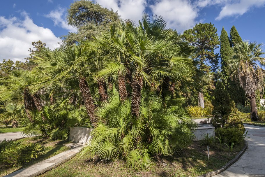 Дендрарий Сочи пальмы