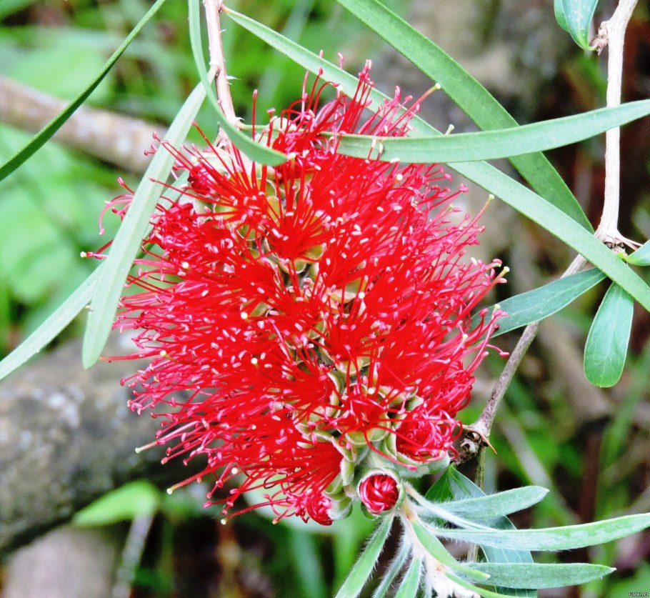 Цветущие растения субтропиков