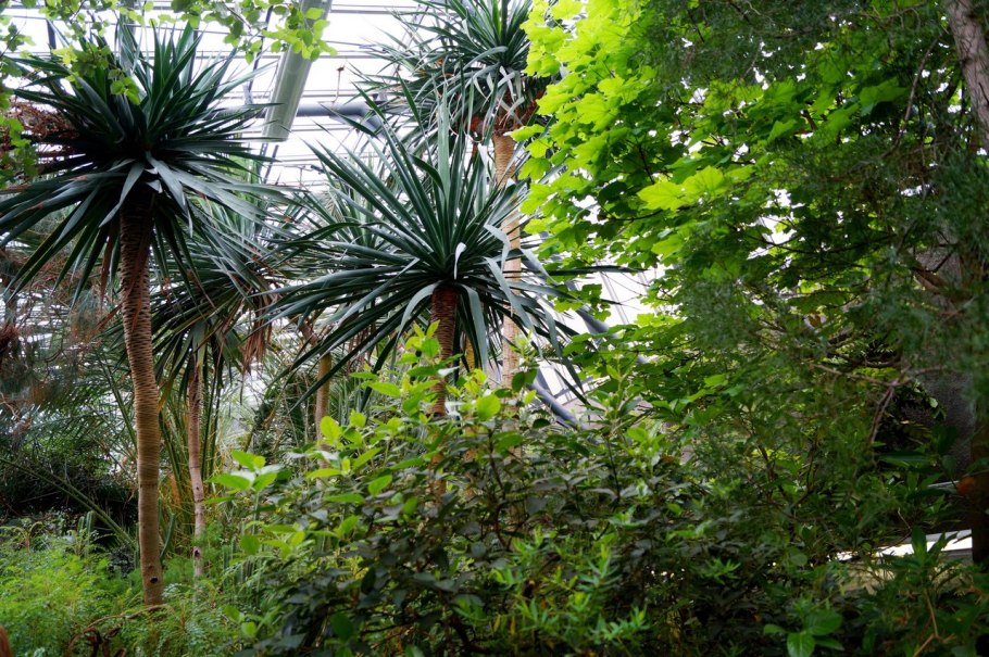 Ботанический сад субтропическая оранжерея