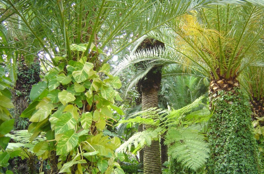 Растения сухих субтропиков