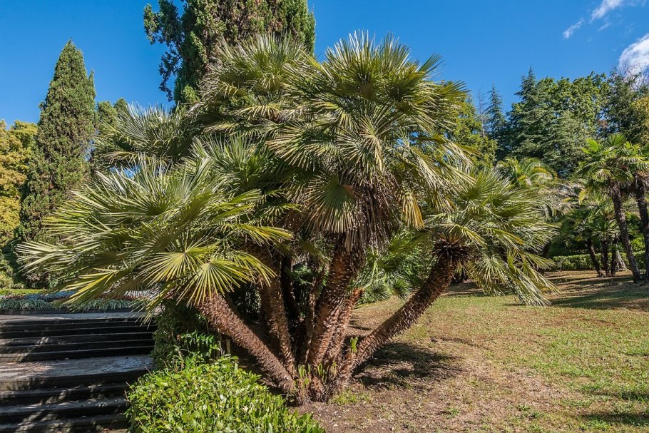 Сочи парк Дендрарий растения