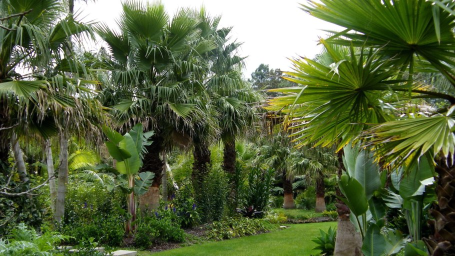 Вечнозеленый тропический дождевой лес