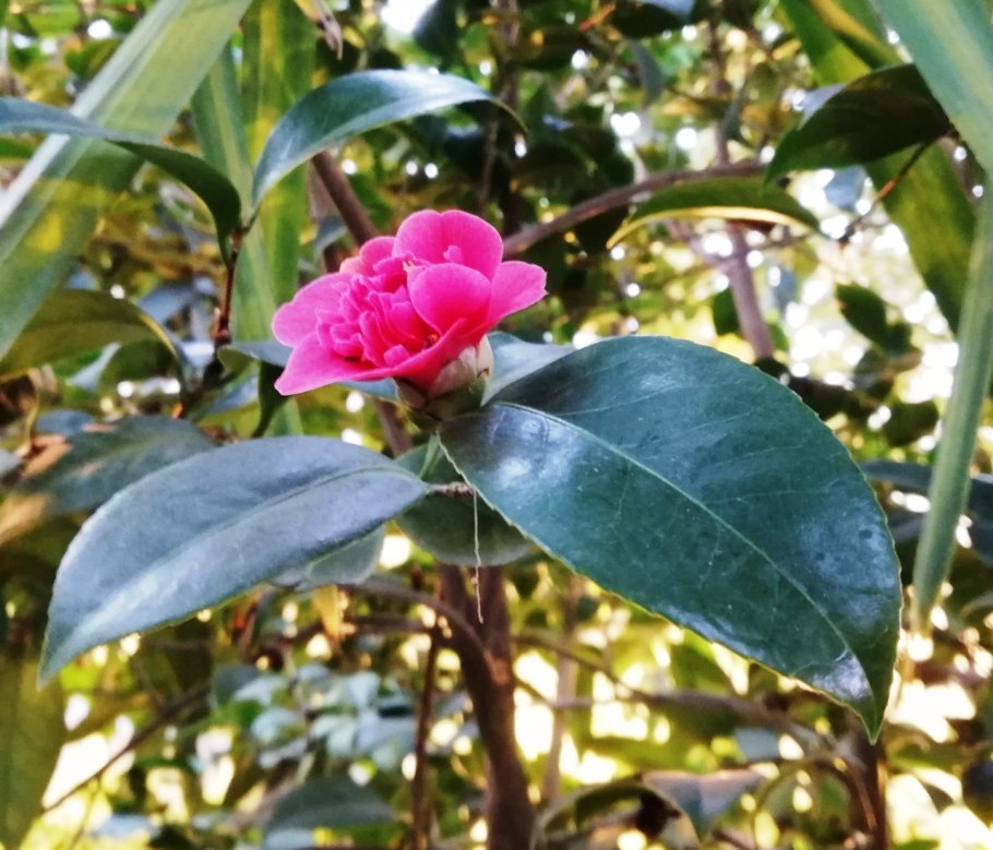 Жестколистные вечнозеленые леса Австралии