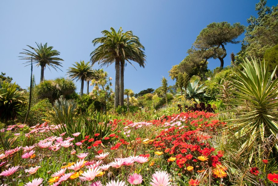 Ботанический сад Кирстенбош Кейптаун