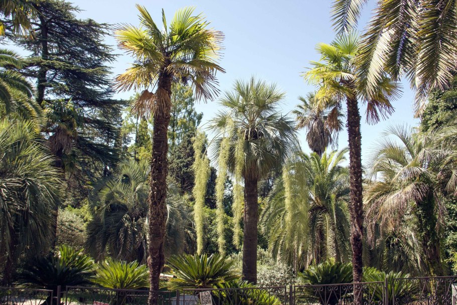 Ботанический сад Цицина субтропики