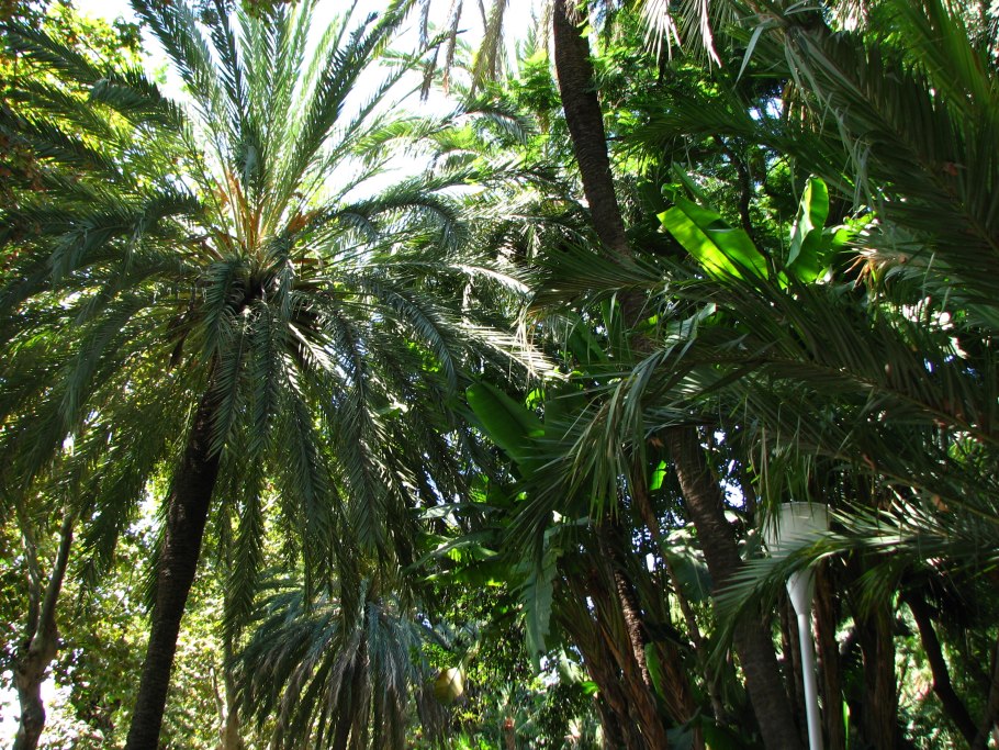 Субтропические леса Лос-Анджелеса