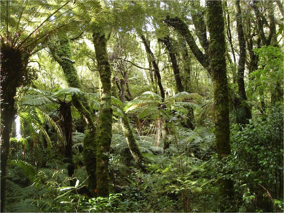 Субтропики Евразии