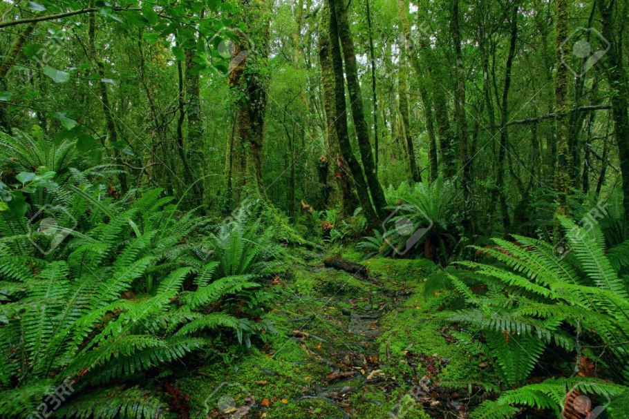 Вечнозелёные тропические леса Южной Америки
