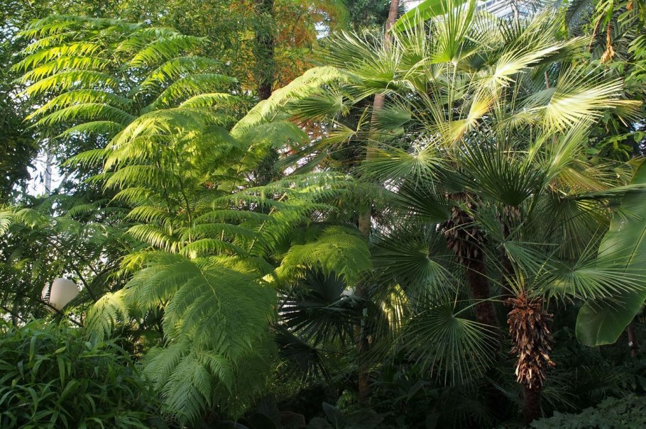 Драцена Драко