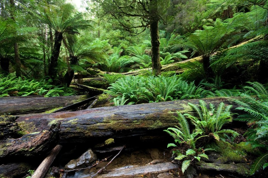 Тропические леса сельва