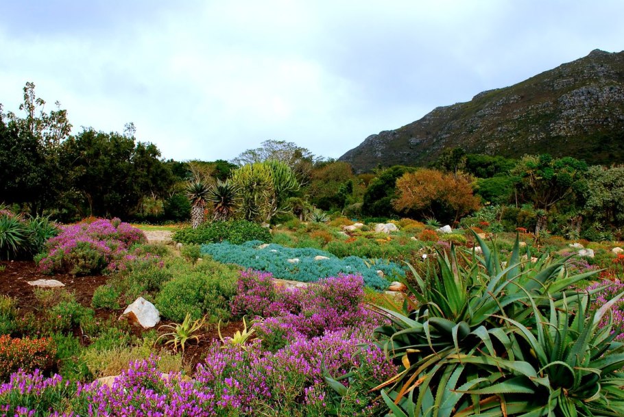 Жестколистные вечнозеленые леса