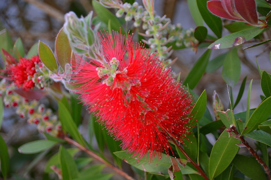 Цветок каллистемон