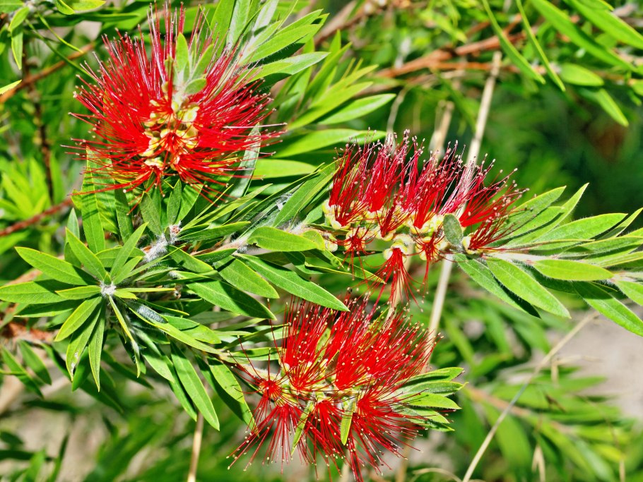 Каллистемон кустарник