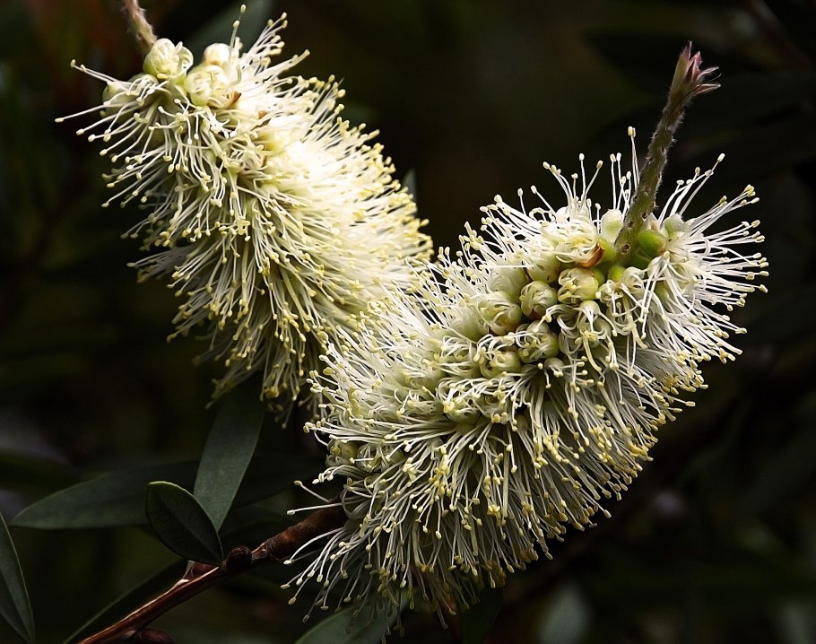 Каллистемон прутовидный плазма