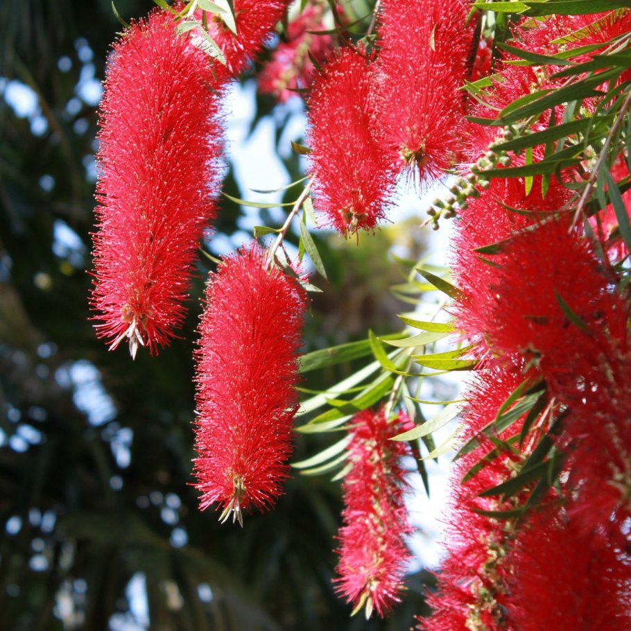 Каллистемон бонсай