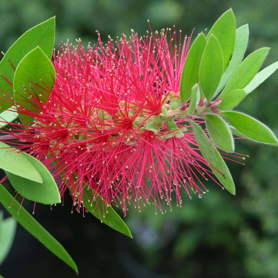 Каллистемон цитринус