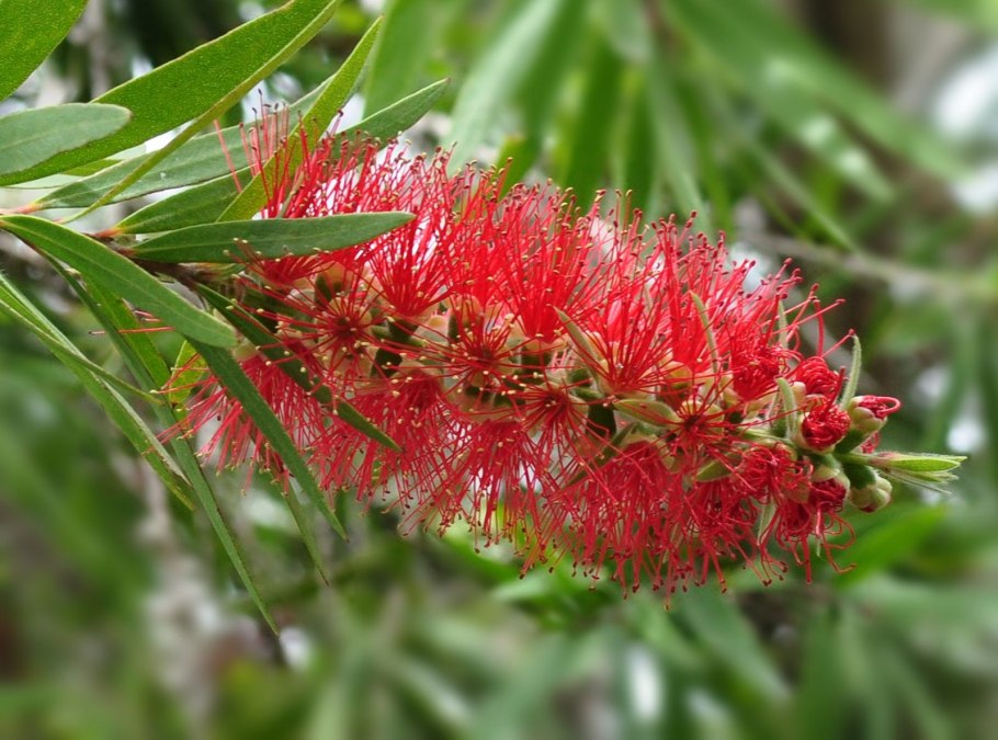 Каллистемон лимонный