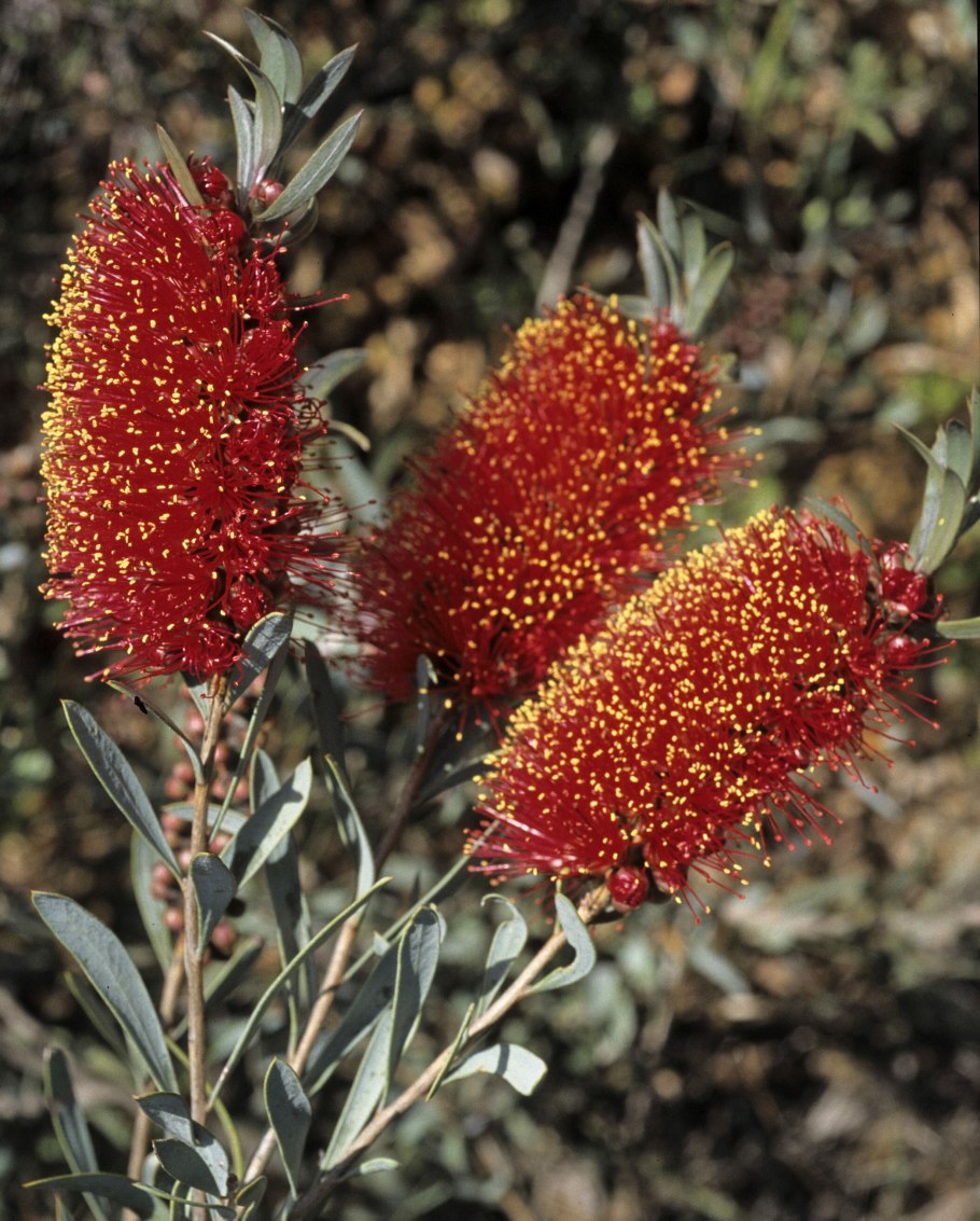 Каллистемон прутовидный