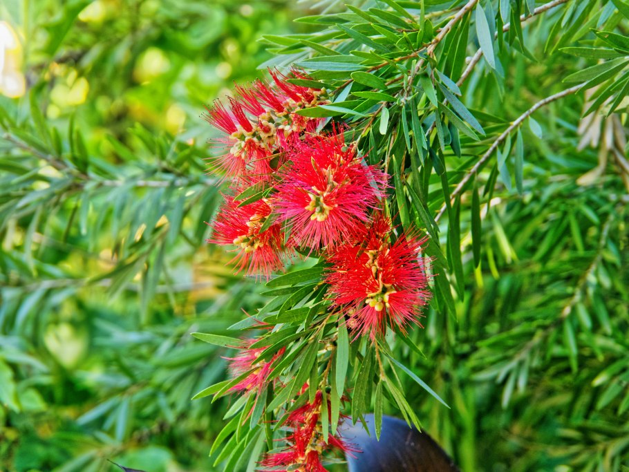 Каллистемон цитринус