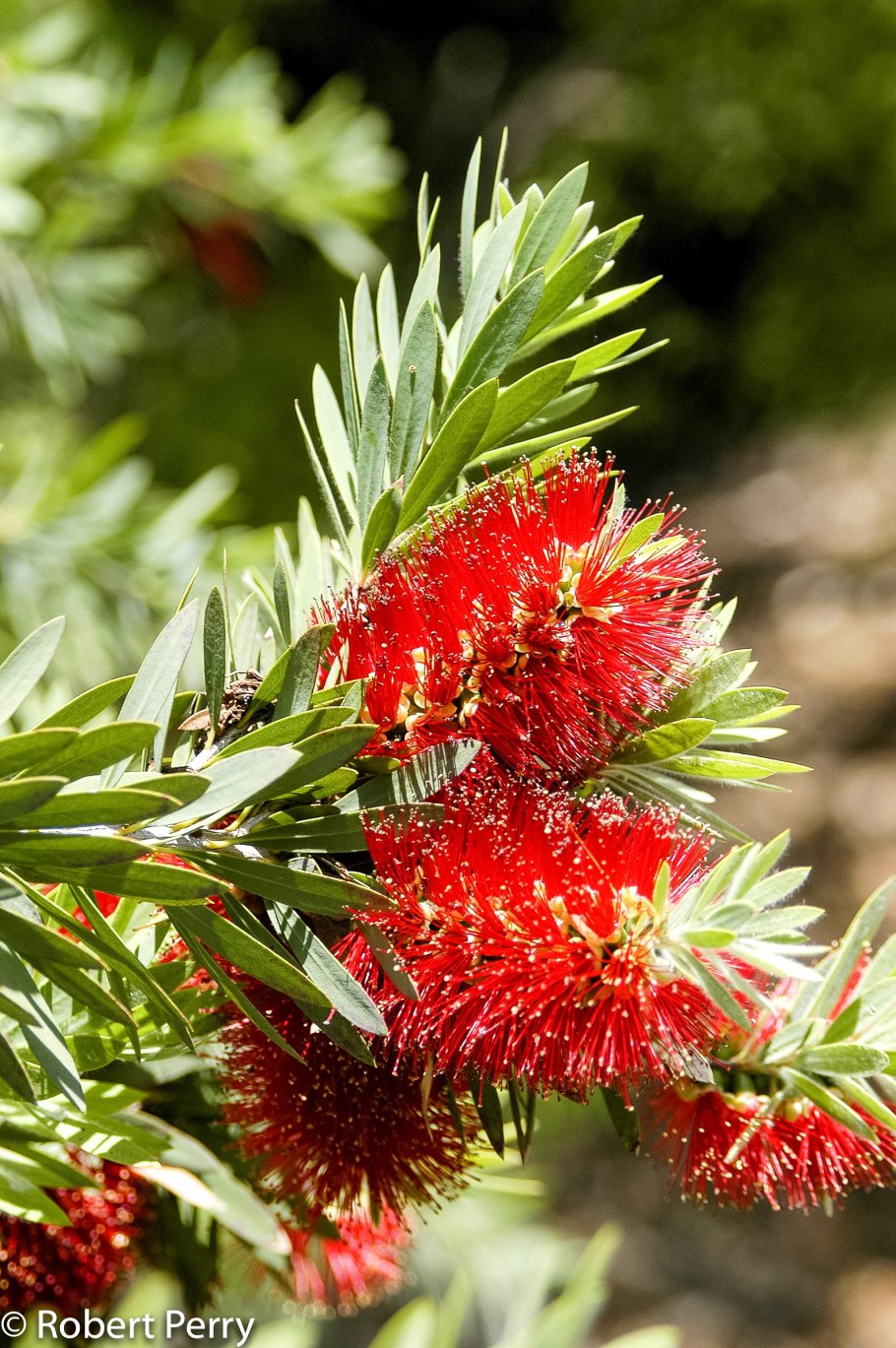 Каллистемон иволистный