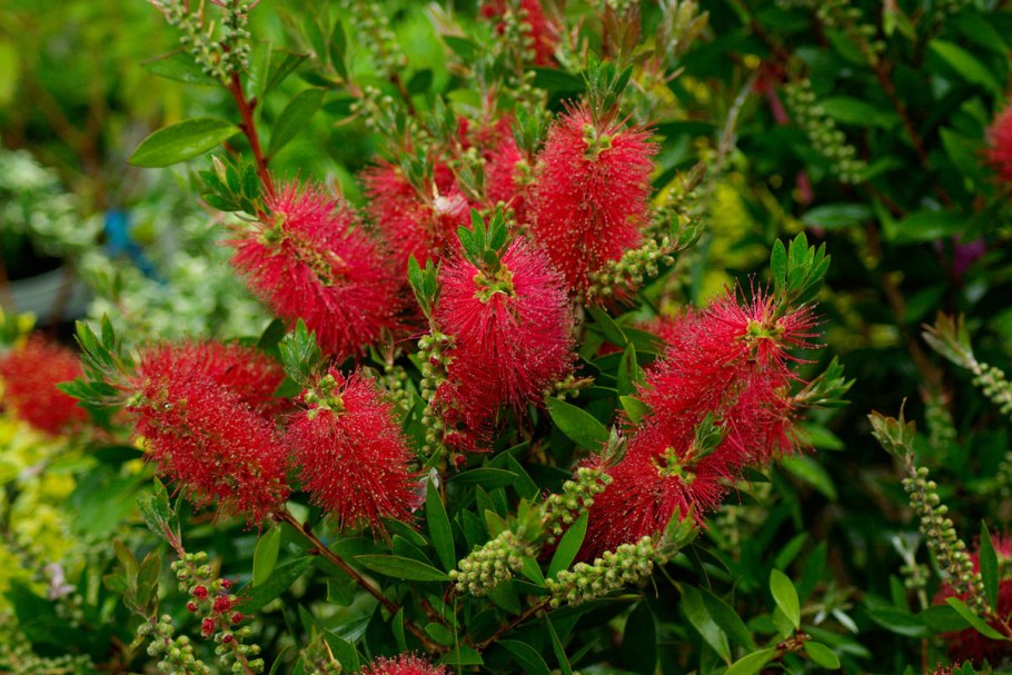 Callistemon phoeniceus