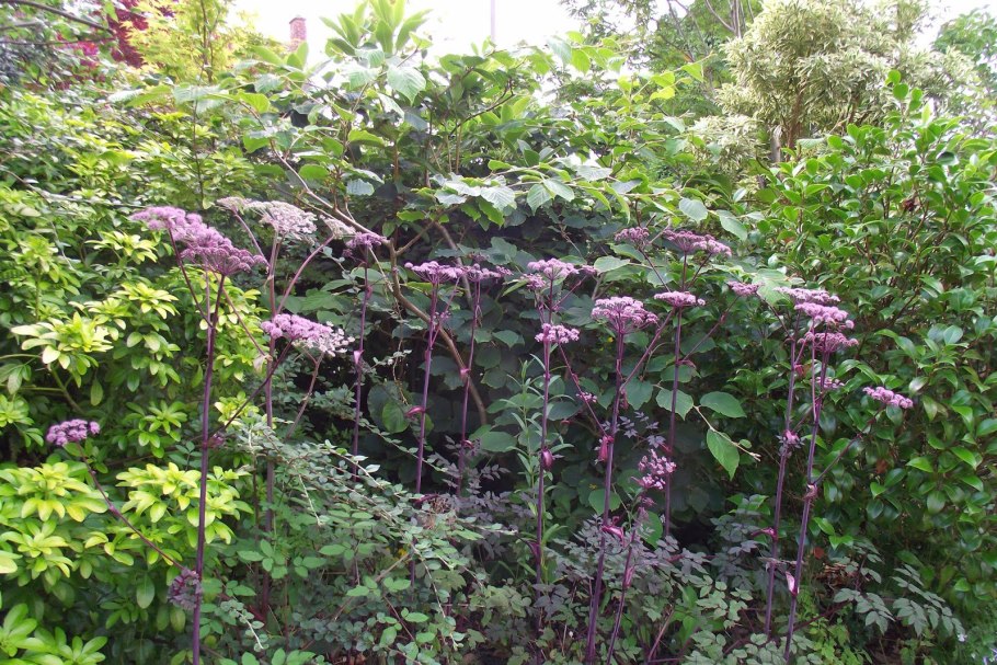 Дудник Лесной эбони