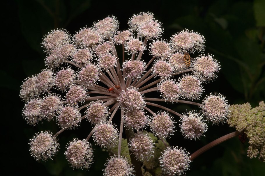 Дудник пурпуровый