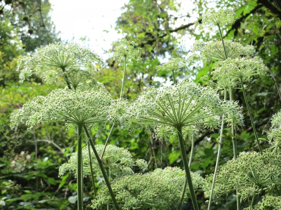 Angelica Sylvestris