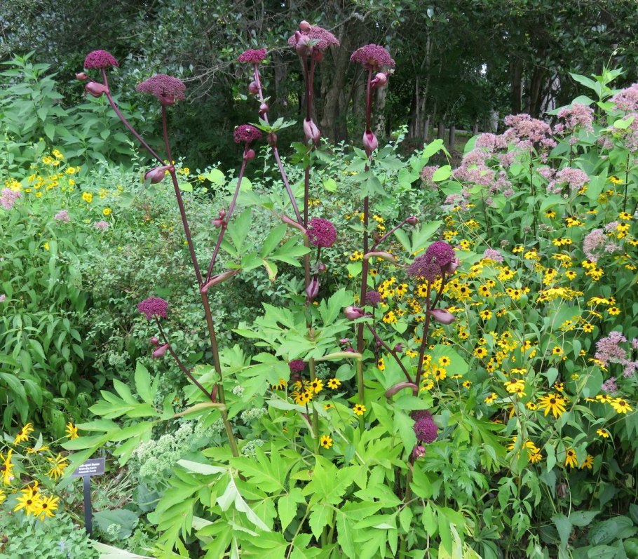 Дягиль Лесной русянка