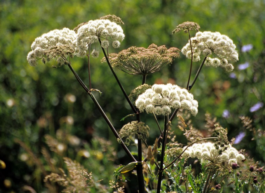 Angelica Gigas растение