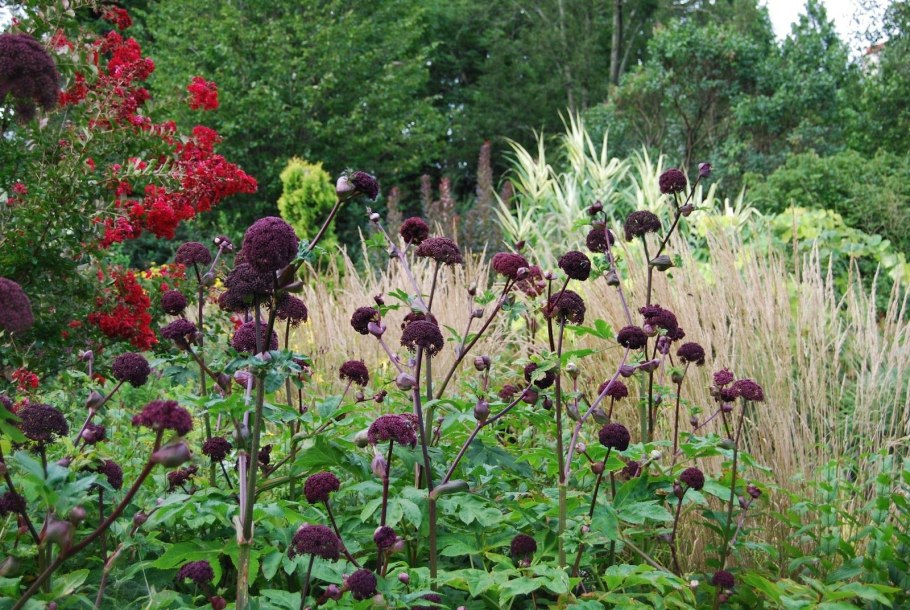 Дудник гигантский purpurea