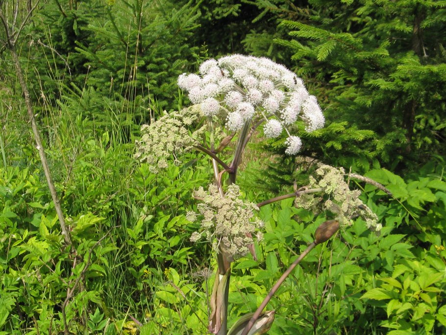 Борщевик Сибирский пиканы