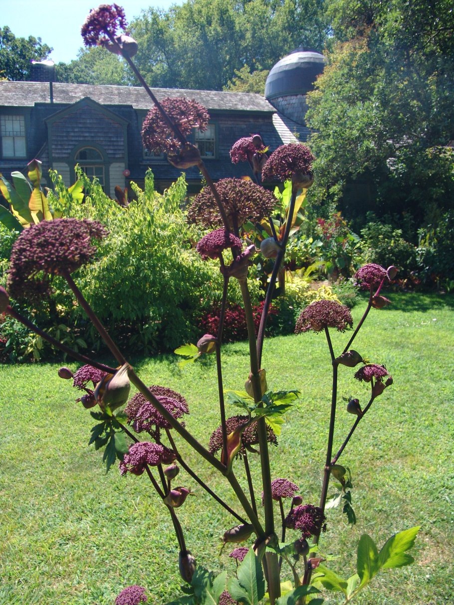 Дудник Angelica Gigas