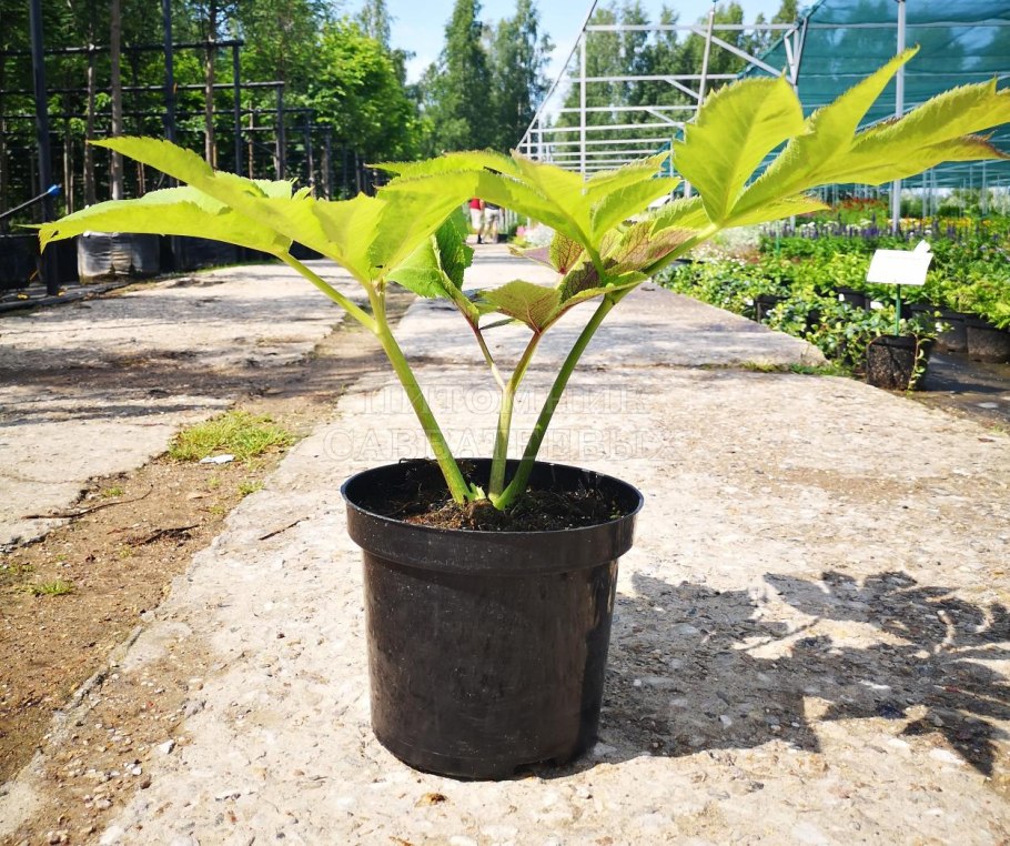 Дудник Лесной бутоны