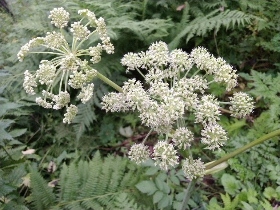 Трава Анжелика