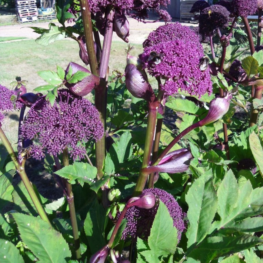 Дудник дягиль гигантский