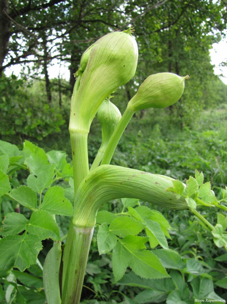 Дудник лесной