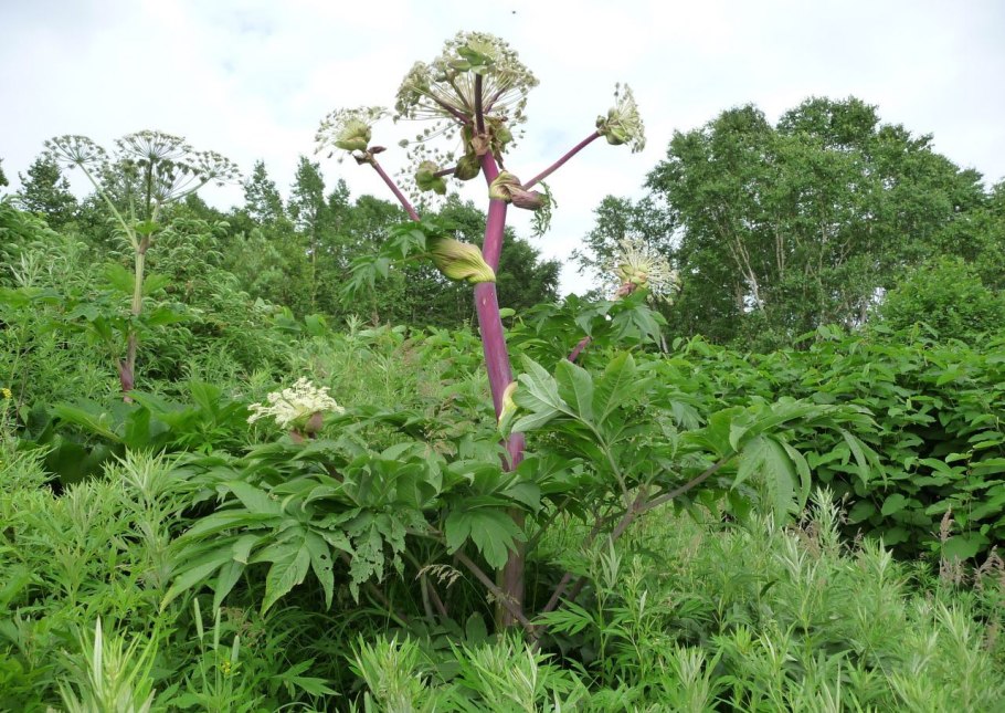 Дудник Медвежий