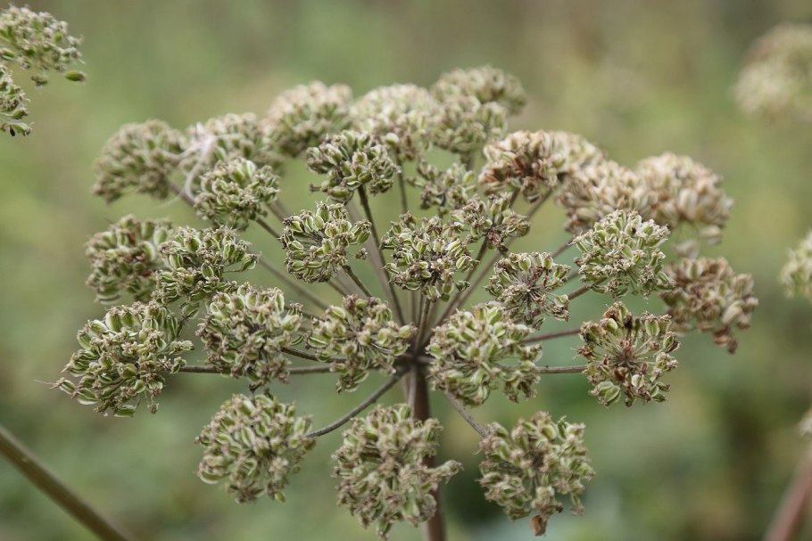 Angelica sylvestris
