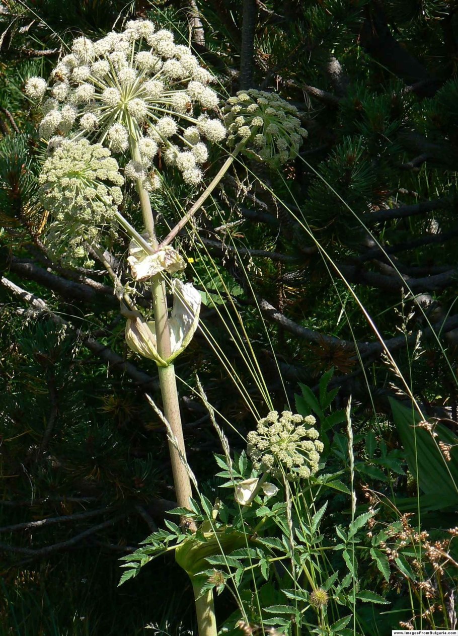 Дудник дягиль