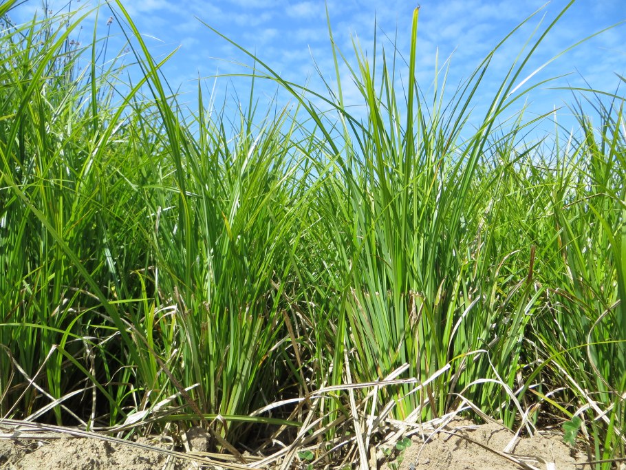 Осока острая (Carex acuta)