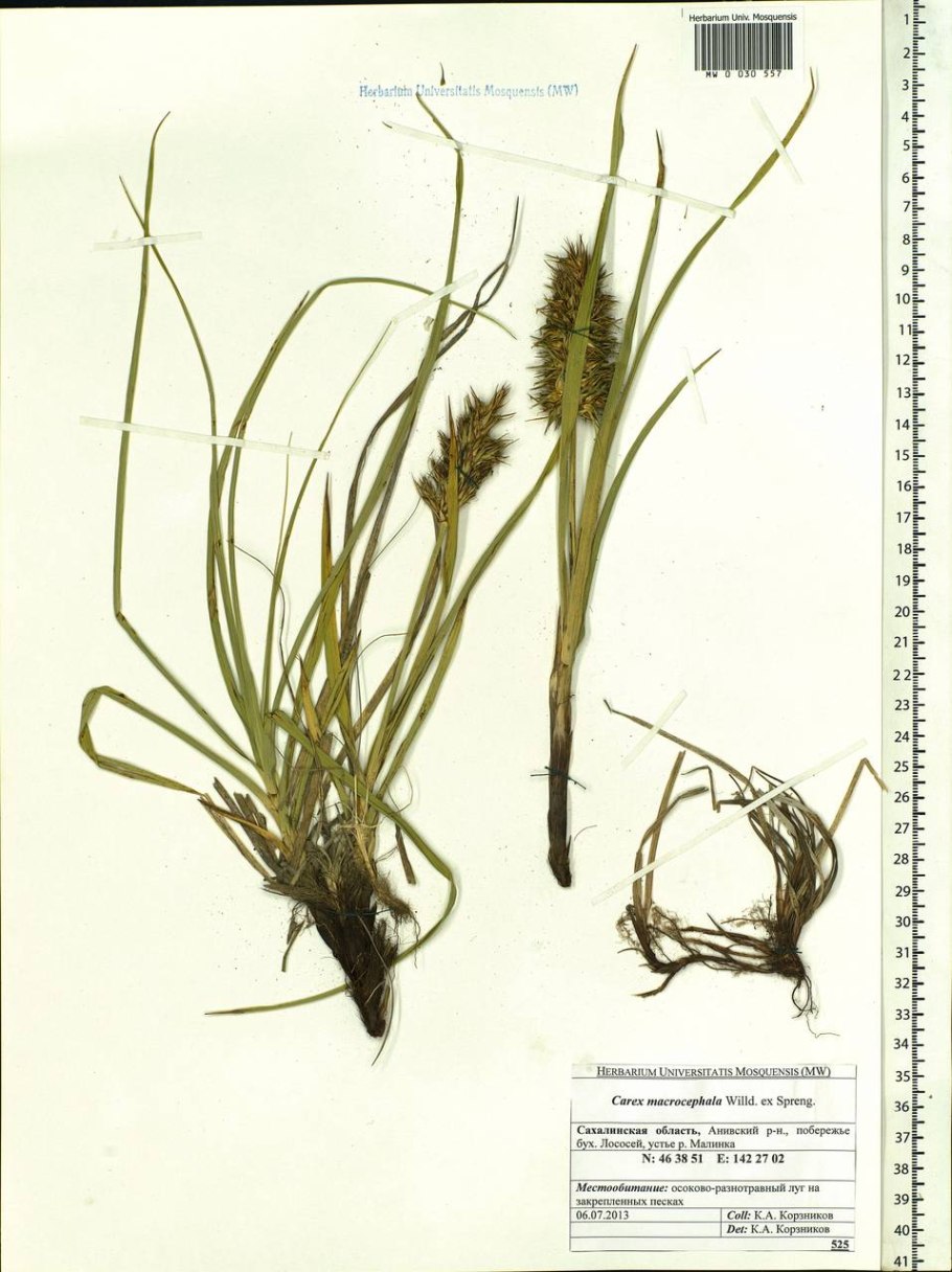 Осока Сахалинская