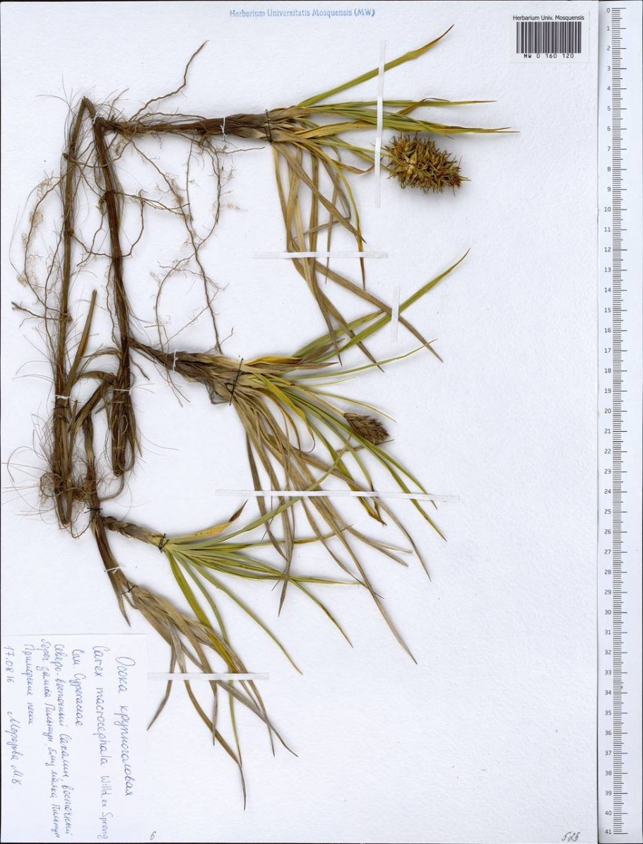 Осока большеголовая интересные факты