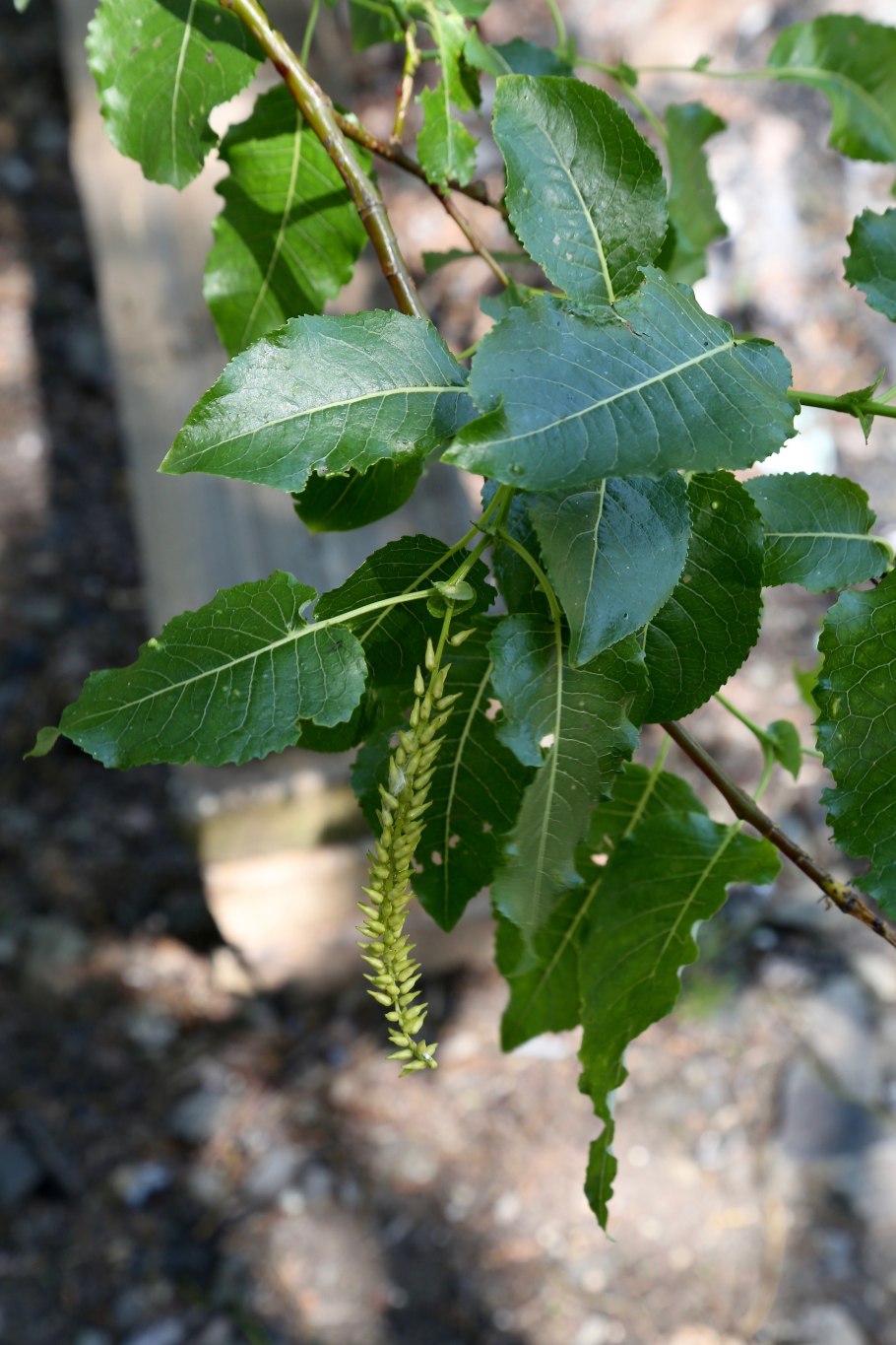 Ива чёpная (Salix nigra)