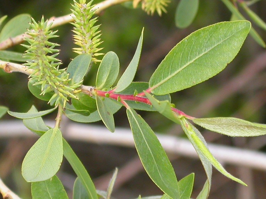 Salix eriocephala