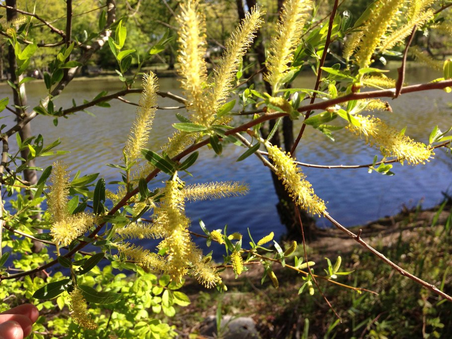 Ива золотисто-волосистая 'chrysocoma'