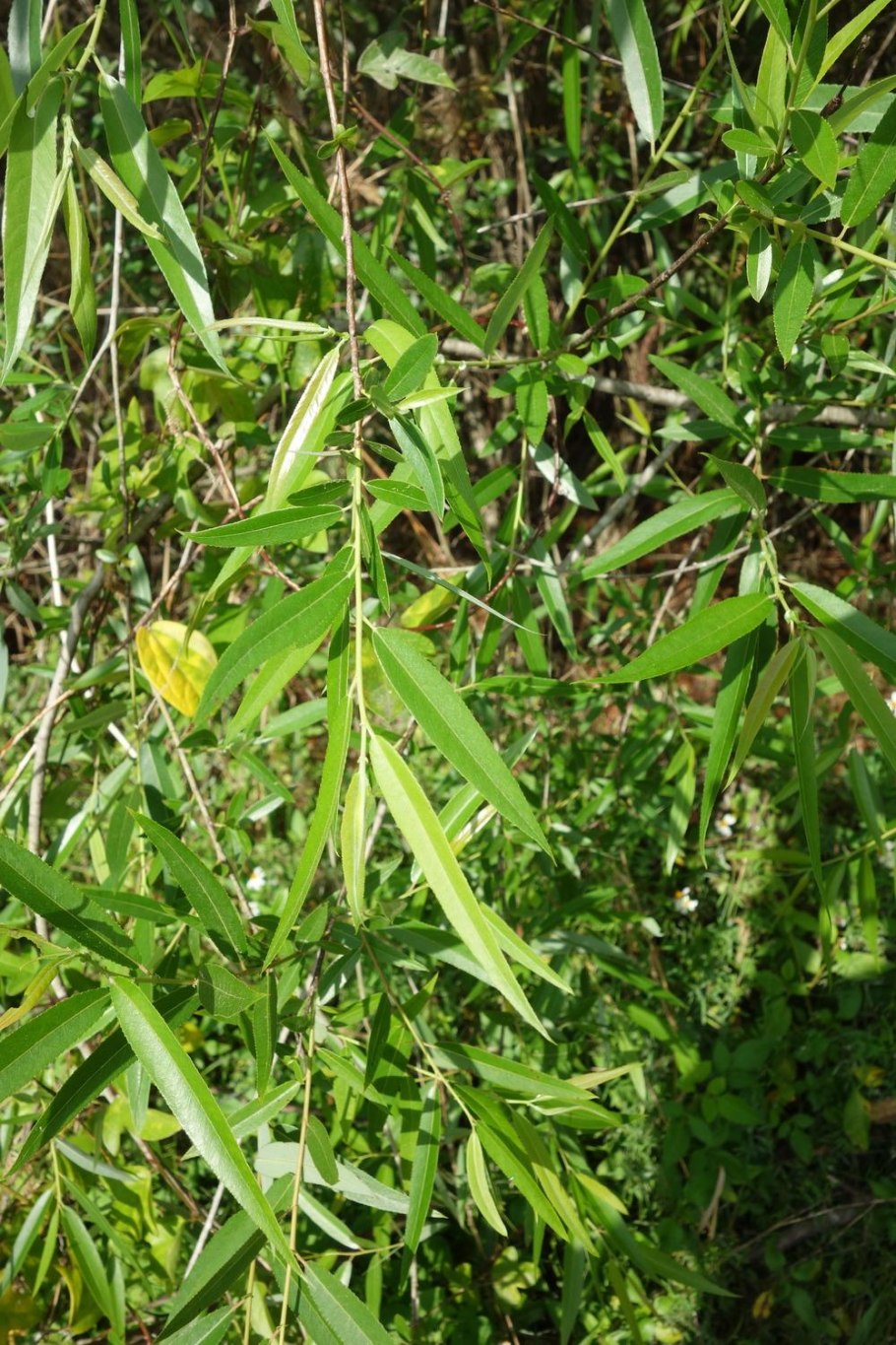 Ива желтокорая Пендула