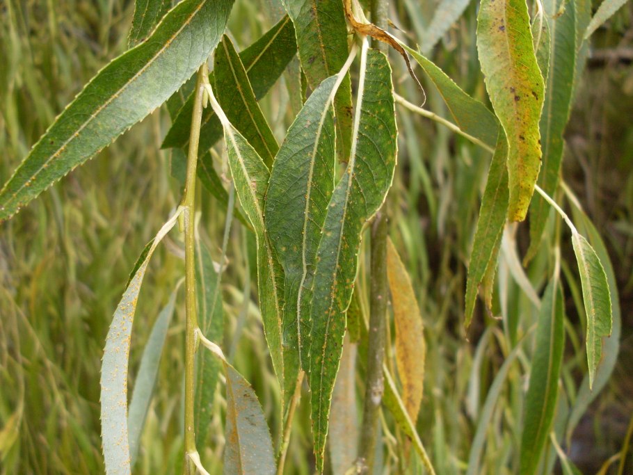 Salix cardiophylla